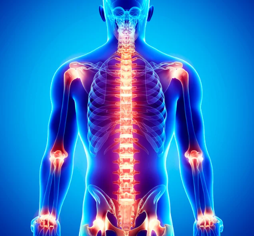 Joints in human body