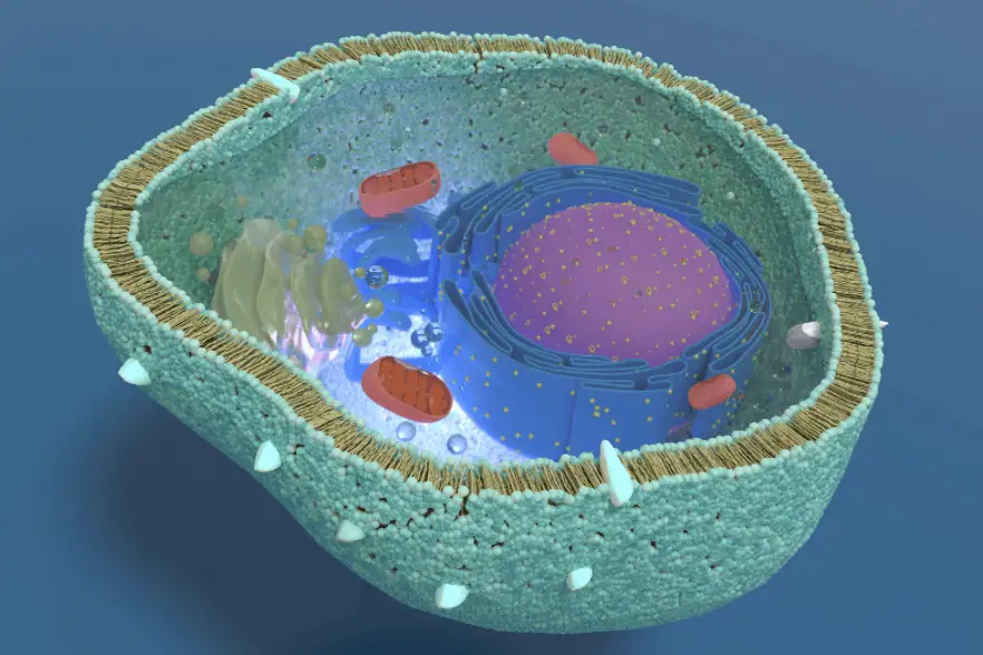 Cell